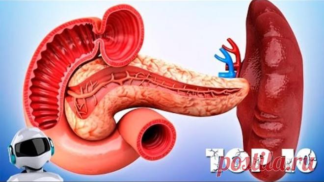 ВНУТРЕННИЕ ОРГАНЫ ЧЕЛОВЕКА / ИНТЕРЕСНЫЕ ФАКТЫ