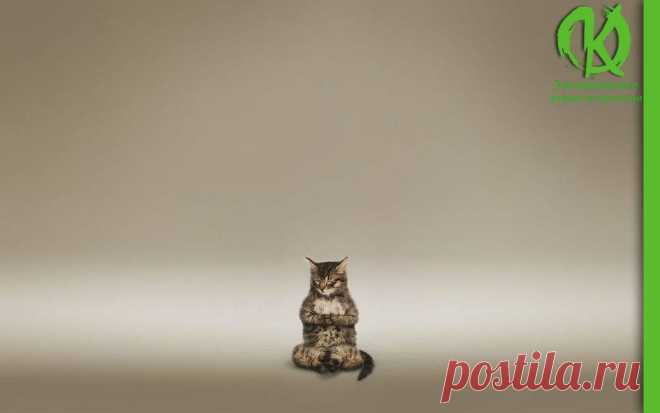 ОЧИЩЕНИЕ НА ЭМОЦИОНАЛЬНОМ УРОВНЕ