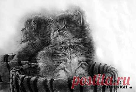 Кошки от художника Paul Lung
