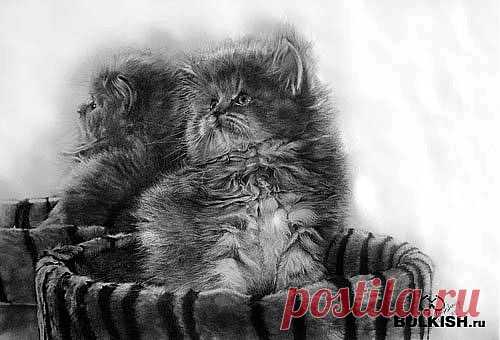 Кошки от художника Paul Lung