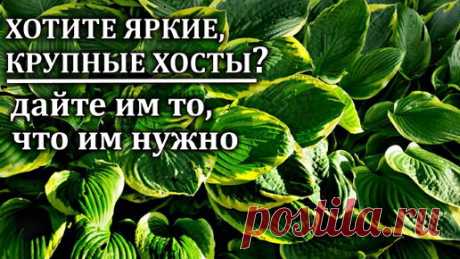 Ваши хосты будут огромными. Важны своевременные подкормки. Мой опыт | Любимая усадьба | Дзен