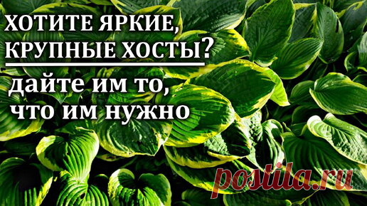 Ваши хосты будут огромными. Важны своевременные подкормки. Мой опыт | Любимая усадьба | Дзен