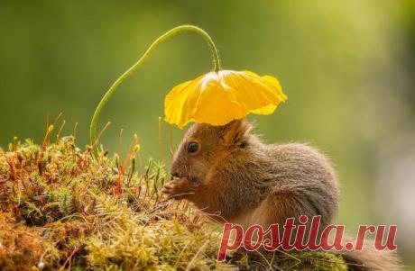 Международный конкурс фотографии от журнала Smithsonian