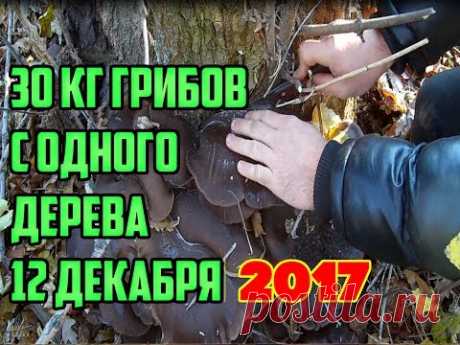 ВЫРАЩИВАНИЕ ГРИБОВ СВОИМИ РУКАМИ .