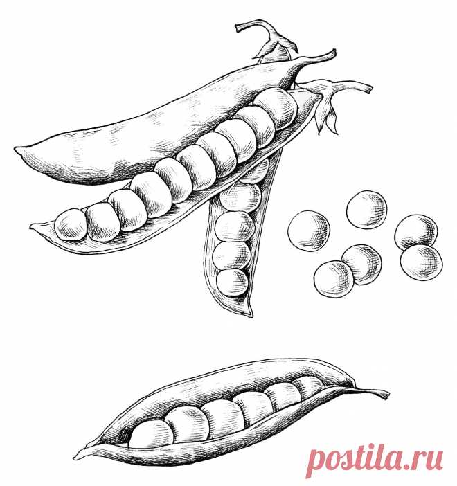 Раскраски гороха скачать или распечатать