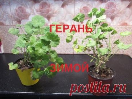 ГЕРАНЬ ЗИМОЙ. ОШИБКИ УХОДА.