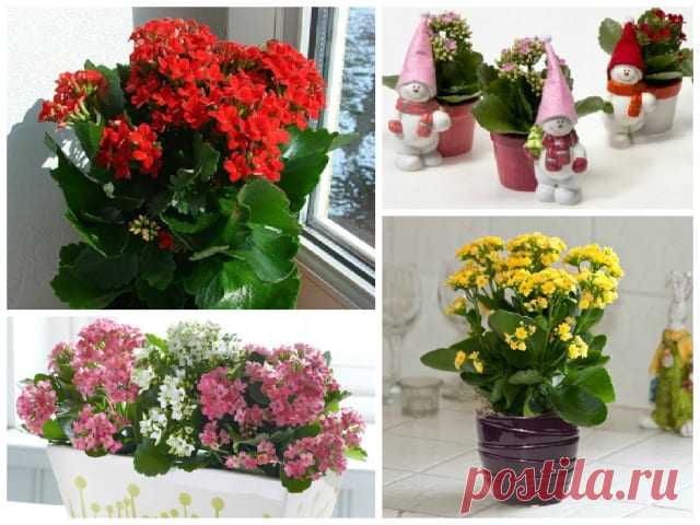 Сохнут и опадают листья у каланхоэ — причины, методы лечения