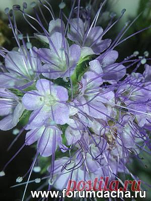 Фацелия, как сидерат