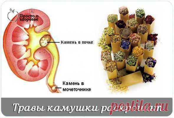 Лечим почки травками
