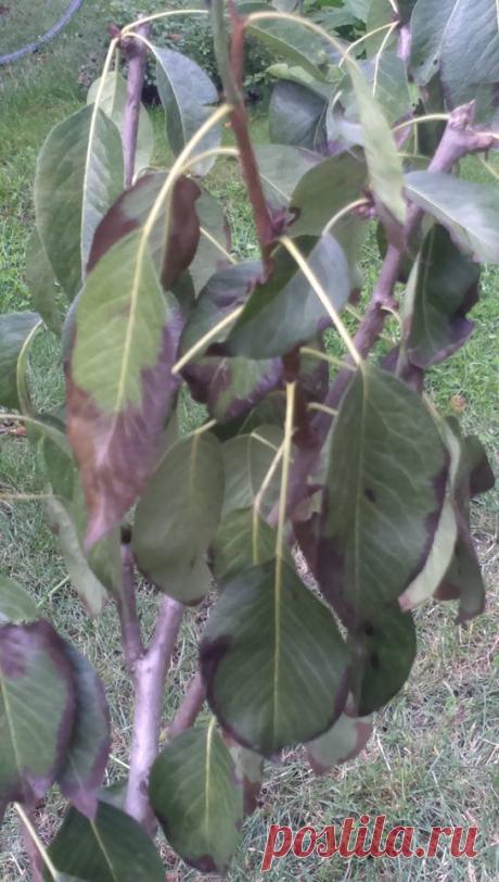 Что с грушей? Весной посадили...сейчас черные пятна на листьях..прошу совет, что делать?