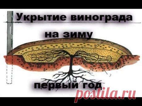 Как укрыть виноград на зиму. Первый год (1 год)