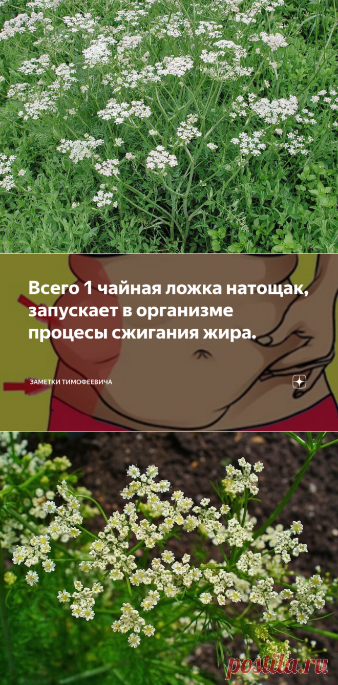 Всего 1 чайная ложка натощак, запускает в организме процесы сжигания жира. | Белый кот | Дзен