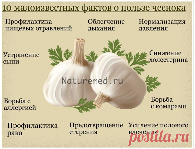 Чеснок помогает предотвратить грипп и простуду. Но на этом его полезные свойства не заканчиваются. Питание чеснок умеет и потенцию усиливать, и с отравлением несвежими продуктами бороться.  Читайте более подробно http://naturemed.ru/archives/12723