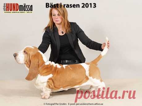 BASSET HOUND Domare:  JOHANSSON KARL-ERIK   NO V-07 NO V-08 NORD V-11 SE UCH SE V-11 SE V-12 SWEDE SUN'S LUKAS  Ägare: BIRGERSSON CAROLINE, VINTROSA Uppfödare: SUNEBRING PAULA, HÖÖR