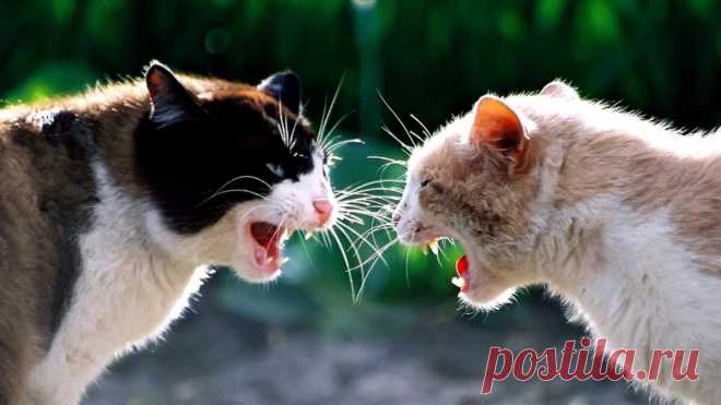 Враги | Animals | Дзен