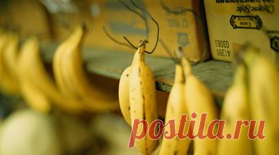 В Петербурге в контейнере с бананами нашли наркотики. Таможенники в Санкт-Петербурге обнаружили 11 кг кокаина в контейнере с бананами. Читать далее