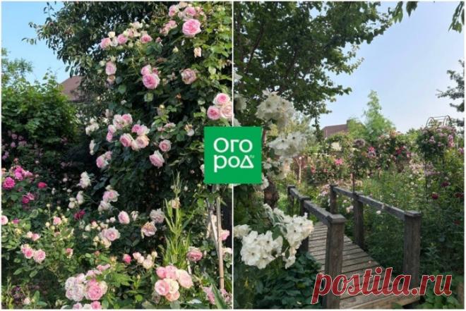 Как спланировать идеальный розарий | undefined (undefined)