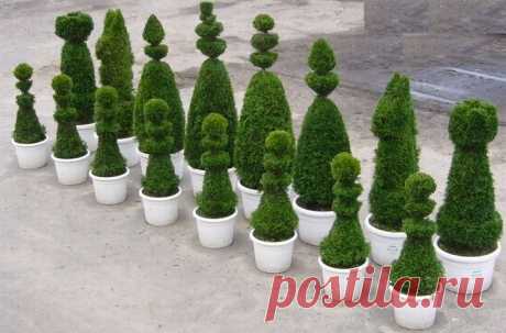 Дерево Счастья своими руками, или Из истории искусства создания топиариев | Журнал Ярмарки Мастеров