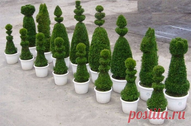 Дерево Счастья своими руками, или Из истории искусства создания топиариев | Журнал Ярмарки Мастеров