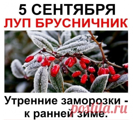 Легкий утренний мороз способствовал окончательному созреванию брусники, делая ягоды более сладкими и ароматными. Крестьяне внимательно следили за этими изменениями, так как от своевременного сбора урожая зависело благополучие семьи в зимний период.