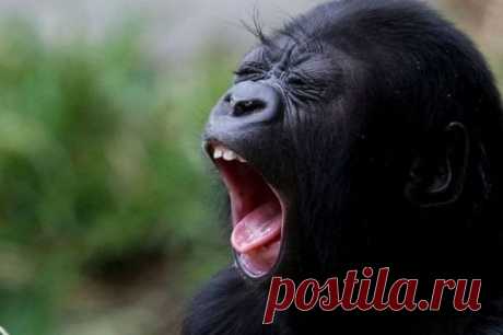 Попробуйте посмотреть этот пост и ни разу не зевнуть