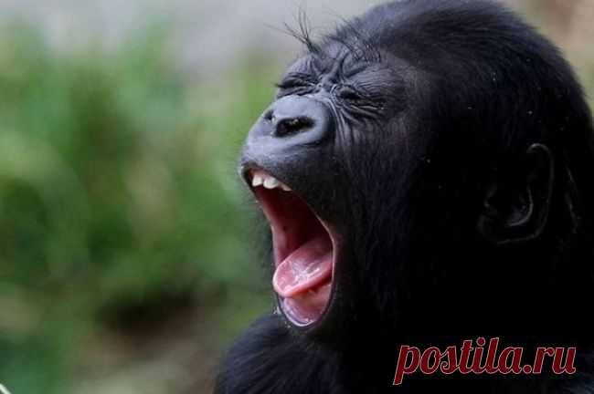 Попробуйте посмотреть этот пост и ни разу не зевнуть