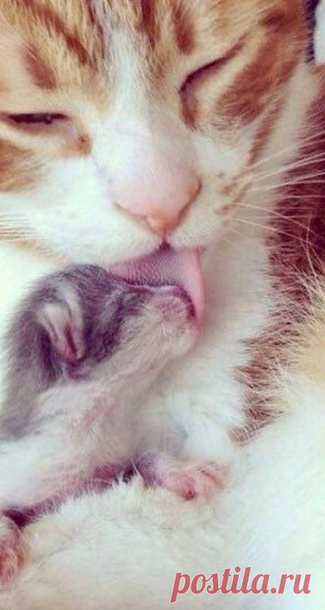 20+ Photos Of Mama Cat And Her Kittens That Will Warm Even The Coldest, Deadest Heart (9) #catsandkittens