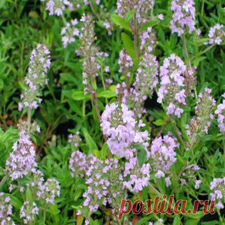 Чабрец – молодец! | Друг пенсионера
Когда я познакомилась со своим бу­дущим мужем, у меня за плечами был только первый курс института. Мои родители были в ужасе: их приличная умница-дочка влюбилась в «отпетого хулигана», как они тогда называли моего Артема.