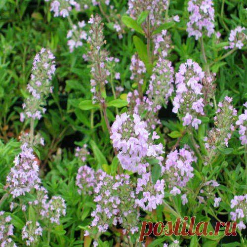 Чабрец – молодец! | Друг пенсионера
Когда я познакомилась со своим бу­дущим мужем, у меня за плечами был только первый курс института. Мои родители были в ужасе: их приличная умница-дочка влюбилась в «отпетого хулигана», как они тогда называли моего Артема.