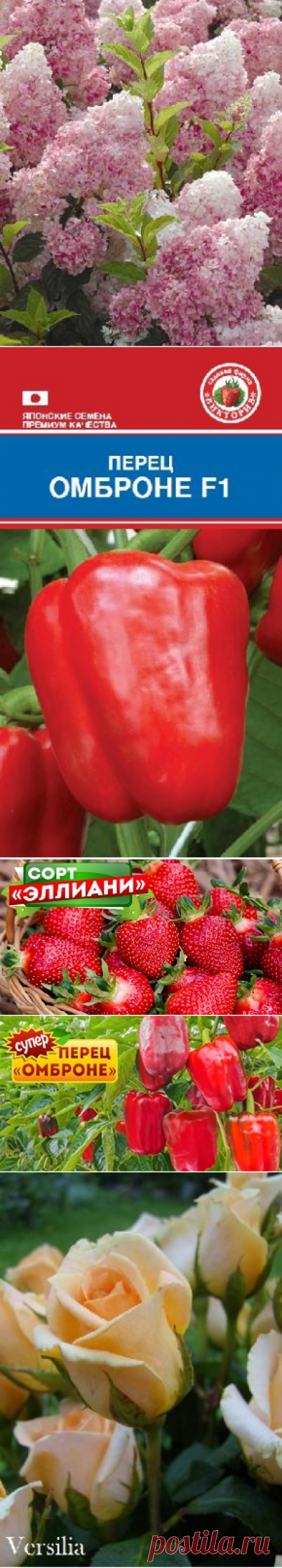 Купить семена и саженцы почтой РФ. Виктория - интернет-магазин семян и саженцев с доставкой по России.