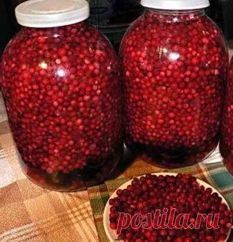 Посадка брусники. Уход, размножение и советы по сбору листьев | Дача - впрок