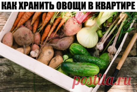 Как хранить овощи в квартире
Начнем с картофеля. Здоровые просушенные клубни надо уложить в ящик. Слои картофеля желательно переложить листьями рябины (500 г листьев на 25 кг картофеля). Они будут предохранять от гниения. При хранении картофель выделяет воду и воздух. Для уменьшения влажности полезно сверху положить свеклу: она поглощает излишек влаги и сама при этом не вянет. А чтобы уменьшить интенсивность дыхания, картофель надо хранить в прохладном месте. Ранней осенью – на балконе.
Перед по