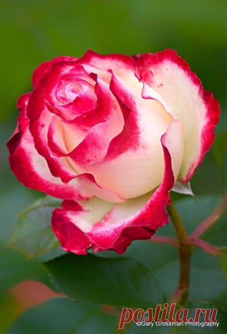 Scent: This little rose smelled of lemon verbena, a fresh citrusy scent. www.flickr.com/... | jose alonso приколол(а) это к доске Todo rosas