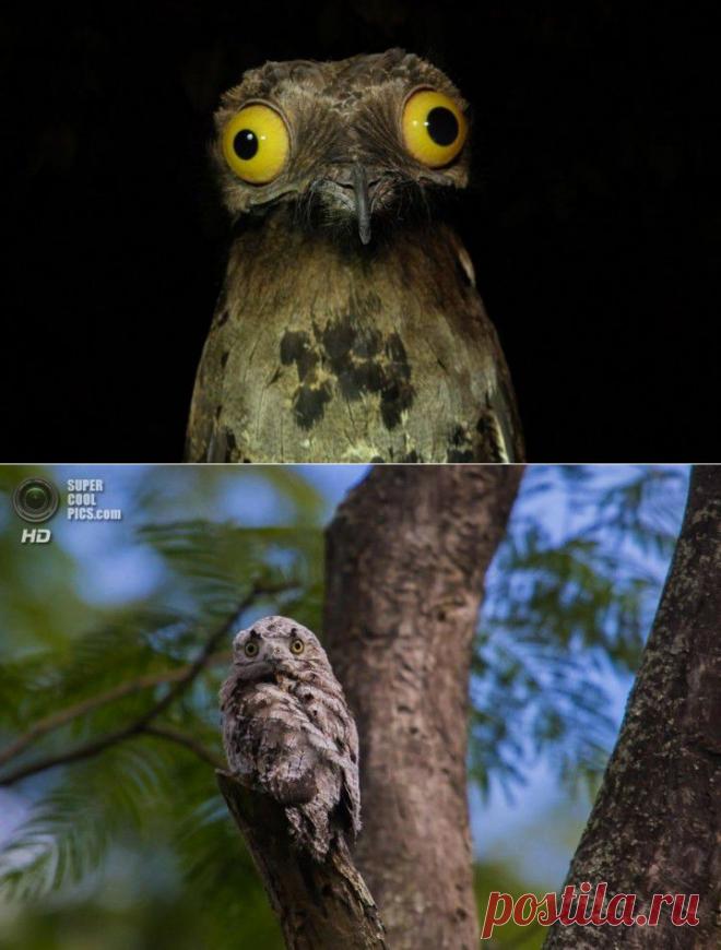 (+1) тема - Птица, которая притворяется веткой | ЛЮБИМЫЕ ФОТО