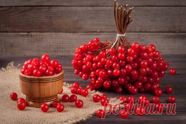 Русская ягода: 7 замечательных качеств калины