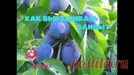 Как выращивать сливы?