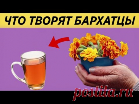 Вот что творят БАРХАТЦЫ с организмом! 90% людей НЕ ЗНАЮТ об Этом...