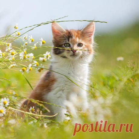 Без названия. Альбом домашние любимцы - 50 фото. Фотографии LIVE ART.