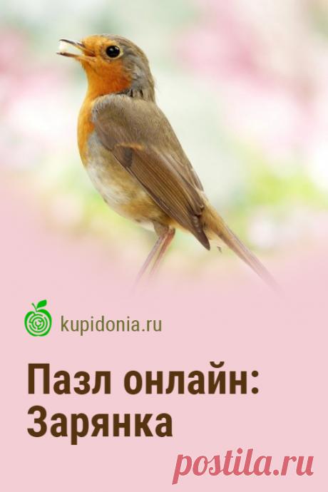 Пазл онлайн: Зарянка. Красивый пазл с птицей онлайн. Собирайте пазлы на сайте!