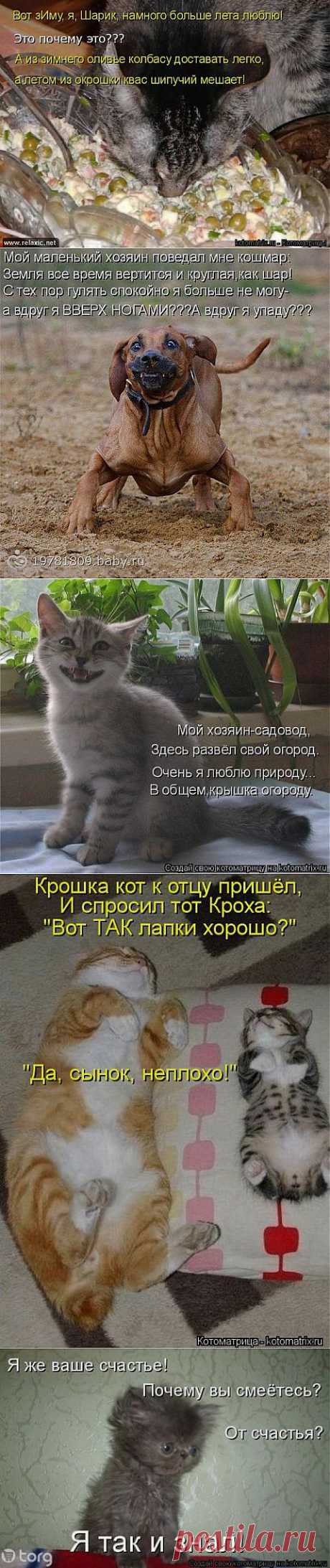 (+1) тема - - Ах, бестия! Какой ты плут! Ужо задам тебе я трёпку! | Четвероногий юмор