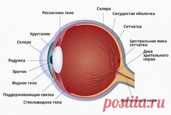 БАБУШКИН РЕЦЕПТ!!!
ЗРЕНИЕ ВОЗВРАЩАЕТСЯ БЕЗ ОПЕРАЦИИ!!! 
0,5 кг свежих листьев алоэ (снятых так, чтобы не повредить ствол растения) заворачивают в плотную черную бумагу или фольгу, чтобы свет не проникал внутрь.
Ни мыть, ни резать листья не надо. Этот сверток поместить в холодильник и держать 2 недели при температуре 3—5 градусов. Затем алоэ вынуть, срезать бритвой колючки, промыть и быстро пропустить через мясорубку. Полученную кашицу смешать с 0,5 кг хорошего меда (если мед твердый, его нужн