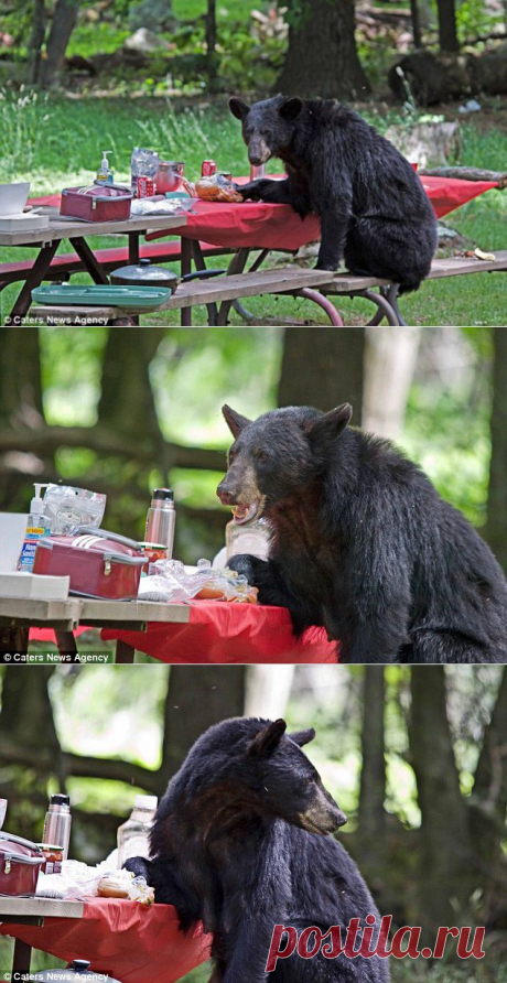 Гениальный халявщик и сыр съест, и мышеловку прикарманит.