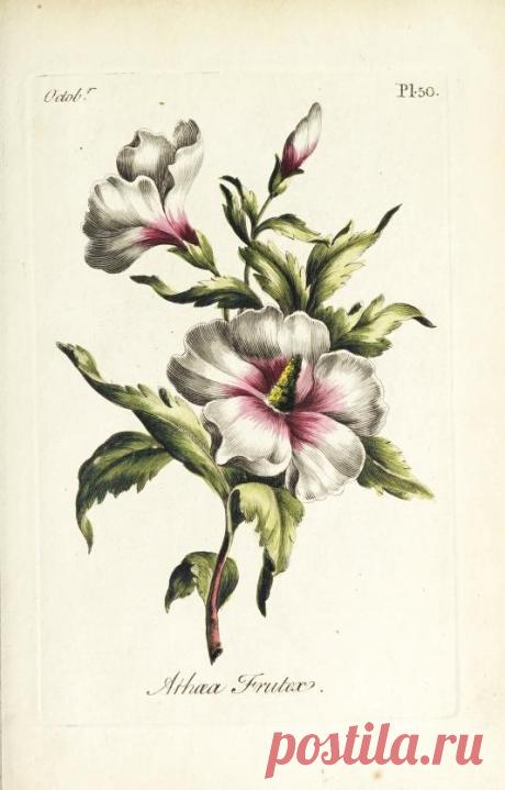 The florist : containing sixty plates of the most beautiful flowers regularly dispos'd in their succession of blowing : to which is added an accurate description of their colours, with instructions for drawing & painting them according to nature : being a new work intended for the use & amusement of gentlemen and ladies delighting in that art : Free Download, Borrow, and Streaming : Internet Archive