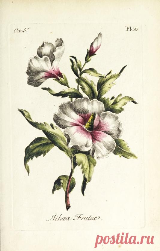 The florist : containing sixty plates of the most beautiful flowers regularly dispos'd in their succession of blowing : to which is added an accurate description of their colours, with instructions for drawing & painting them according to nature : being a new work intended for the use & amusement of gentlemen and ladies delighting in that art : Free Download, Borrow, and Streaming : Internet Archive