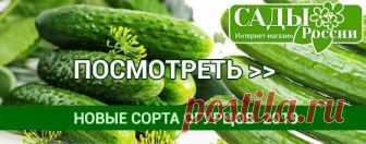 Выращивание огурцов зимой на подоконнике - сорта и сроки посадки Всем привет! Выращивание огурцов зимой на подоконнике в нашем материале с фото и видео. Как вырастить огурцы на подоконнике в квартире зимой?