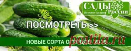 Выращивание огурцов зимой на подоконнике - сорта и сроки посадки Всем привет! Выращивание огурцов зимой на подоконнике в нашем материале с фото и видео. Как вырастить огурцы на подоконнике в квартире зимой?