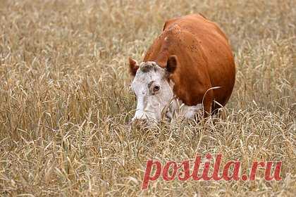 В Курской области потерявшая телят корова девять месяцев бродила по минным полям и выжила
