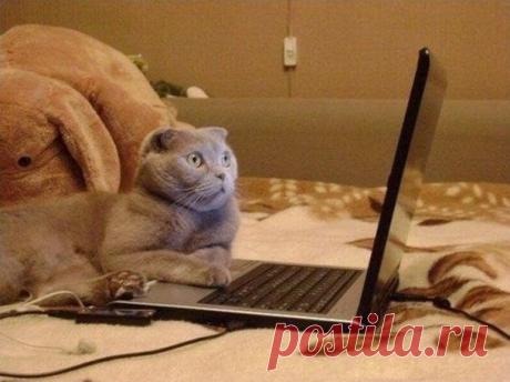 Знаю, что вредно, но как в наш век без Интернета?...