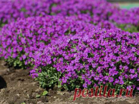Аубреция (обриета): описание и разновидности, выращивание из семян и когда сажать, способы посадки уход