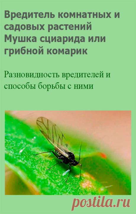 Вредитель комнатных растений Мушка сциарида или грибной комарик. Это мелкое насекомое, длиной около 1,5 мм, характеризуется высокой плодовитостью. Главный вред комнатным растениям наносят личинки, по внешнему виду напоминающие мелких червячков. Их можно обнаружить на загнивших надземных частях культур, реже — молодых побегах и корнях. Чаще заражение происходит во время пересадки через земляную смесь.